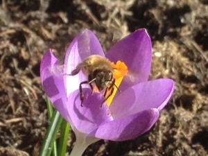 Start aus einem Krokus
