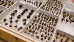 Bienensammlung