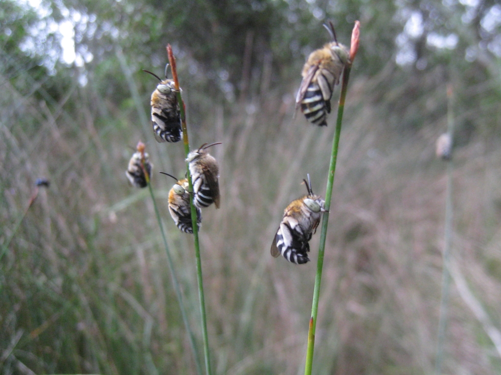 Amegilla cingulata_schlafend