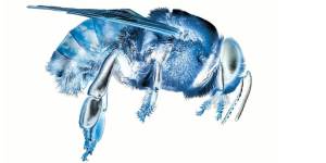 bee