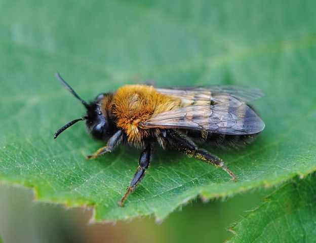 624px-andrena_nigriceps1