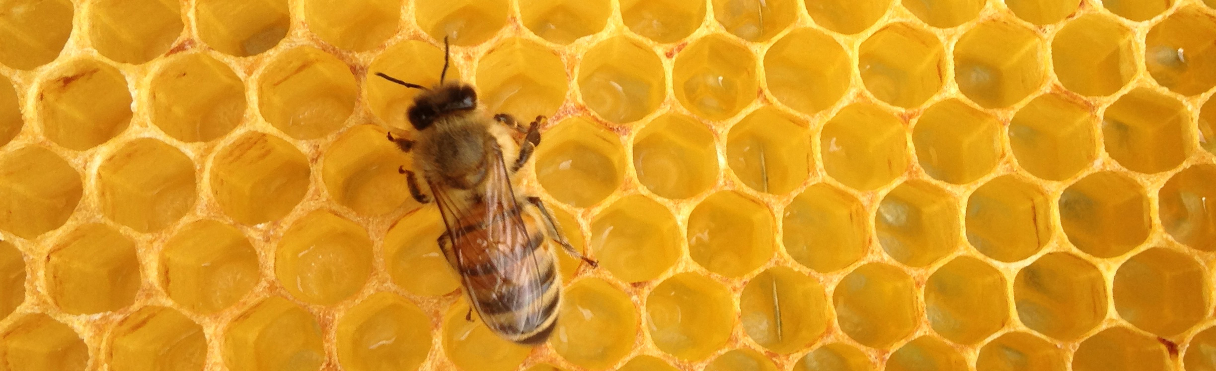 Bienenwabe der Imkerei MÄDELFLEIß