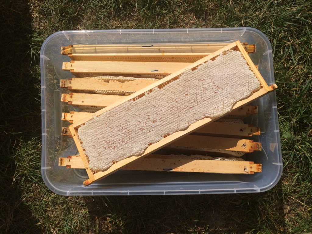 Organic Honeycomb